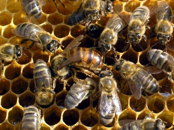 Ужас в Пловдив! Рояк настървени пчели жили наред 