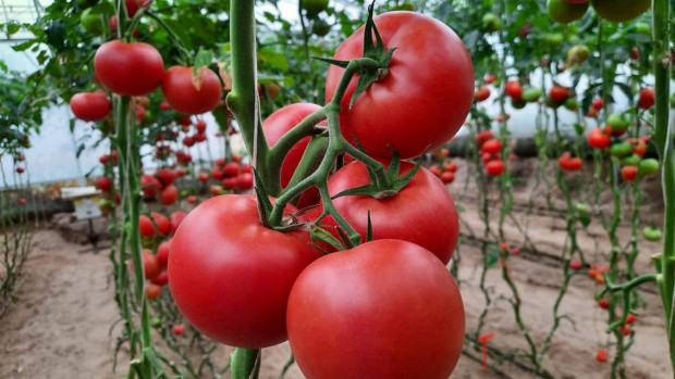 Гордост: Създадоха четири нови сорта нашенски домати