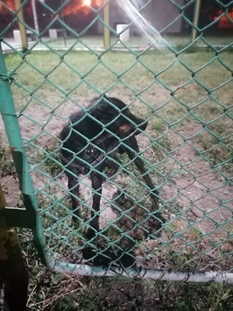 Изоставено куче на площадка в Пловдив вбеси мрежата СНИМКИ 