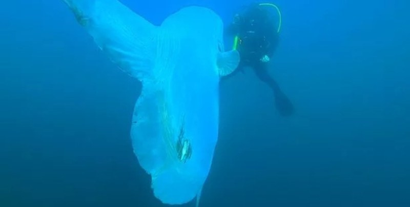 Рядко морско „чудовище" изкара акъла на водолази СНИМКИ