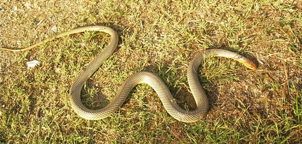 Ето какви змии има в България и как да се пазим