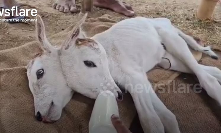 Индийци се стичат към малко село, за да се кланят на странна твар с две глави СНИМКИ 