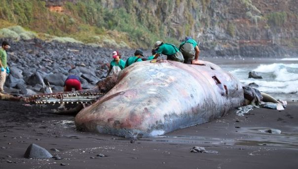 Учен откри несметно съкровище от "плаващо злато" в търбуха на кит 