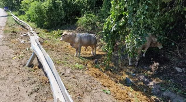 50 жертви на меле до Луковит бродят край пътя, полицаи ги вардят СНИМКИ