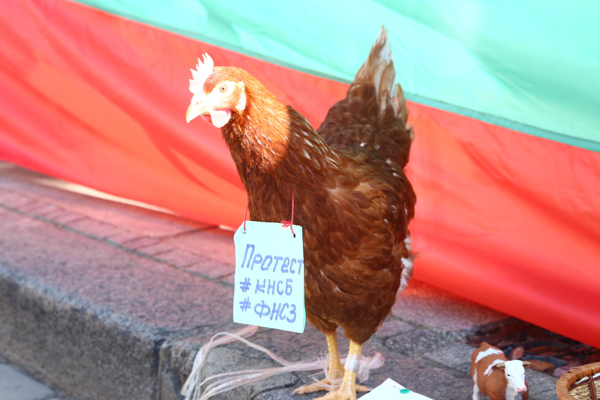 Недоволна кокошка излезе на протест до НС! Фоторепортаж в БЛИЦ
