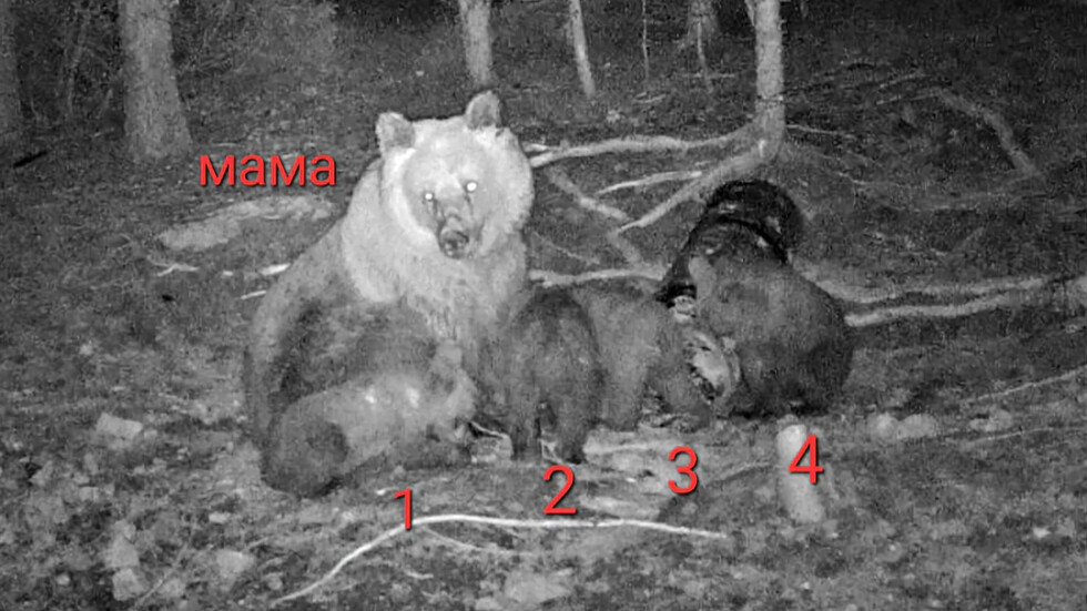 Рядък феномен в Родопите: Хванаха на СНИМКИ кафява мечка с...
