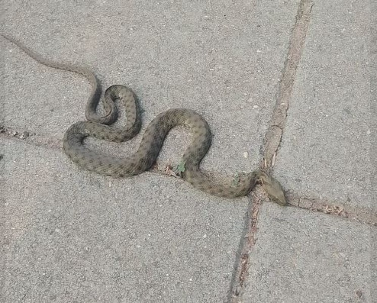 Змия срещна жена във Враца, свидетели не знаят кой е по-уплашен ВИДЕО