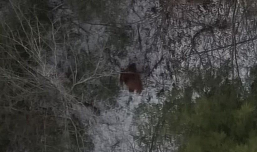 Дрон засне "Голямата стъпка" да се разхожда из гората ВИДЕО