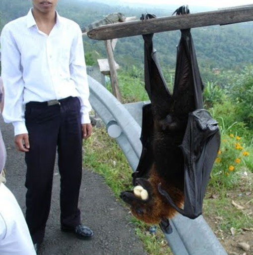 Батман или граф Дракула: Заснеха прилеп с ръст на човек във Филипините СНИМКИ