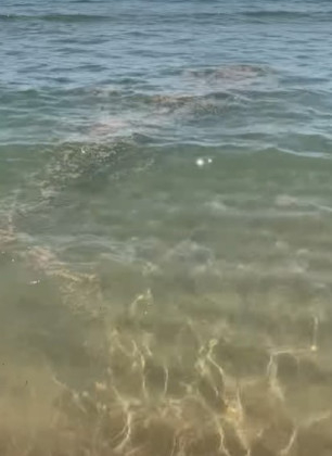 Отвратителна гледка във водата на плажа във Варна, летовниците в шок ВИДЕО