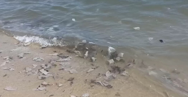 Отвратителна гледка във водата на плажа във Варна, летовниците в шок ВИДЕО