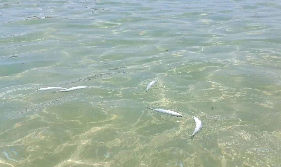 Какво става? Умряла риба изплува на любимите на българите гръцки плажове СНИМКИ