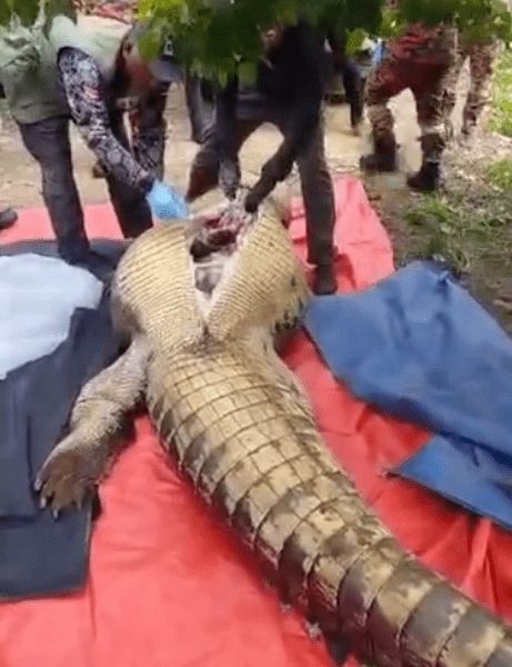 Извадиха тялото на изчезнал фермер от корема на огромен 4-метров крокодил СНИМКА 18+