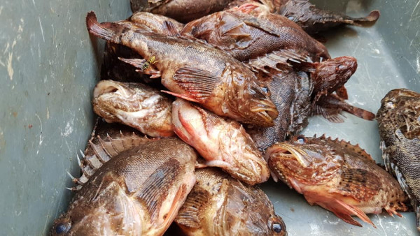 Невероятно: Рибар от Царево успя да улови тази необикновена риба, която се опитва веднъж в живота СНИМКИ