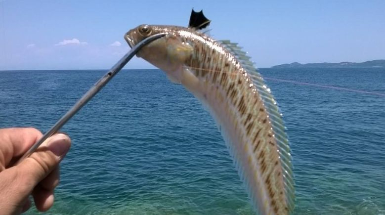 Ихтиолог бие тревога: Тези риби са отровни и живеят в Черно море