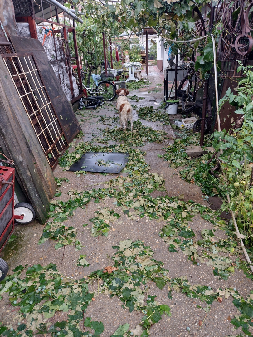 Тази СНИМКА на тъжно куче след бомбардировката в Дулово скъса сърцата на българите
