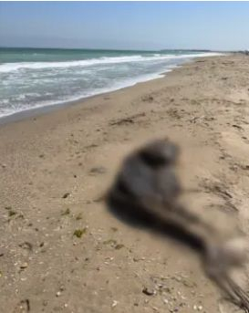Труп лежи три дни на плаж в района на Дуранкулак, подозират човешка намеса СНИМКИ 18+