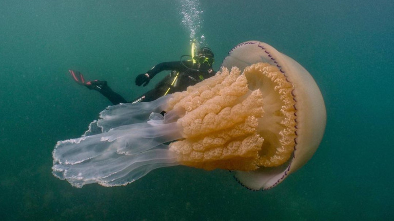 Хората по Черноморието са в ужас, питат се може ли отровни медузи да ги убият 