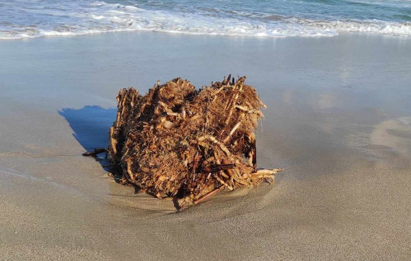 Туристите гледат и се маят: Какво е това нещо, което изхвърли морето  СНИМКИ