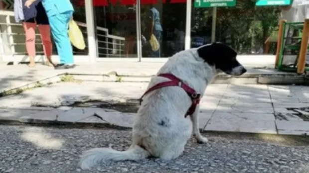 Историята на това куче разплака мрежата 