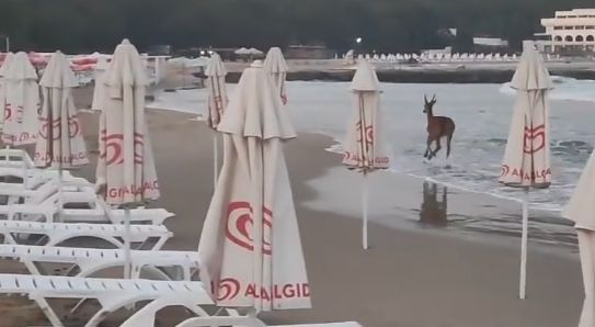 Заснеха необикновена гледка на плажа в Приморско ВИДЕО
