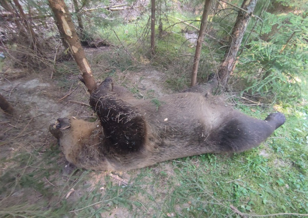 Откриха мъртъв звяр в Родопите, убийците ги чака затвор 