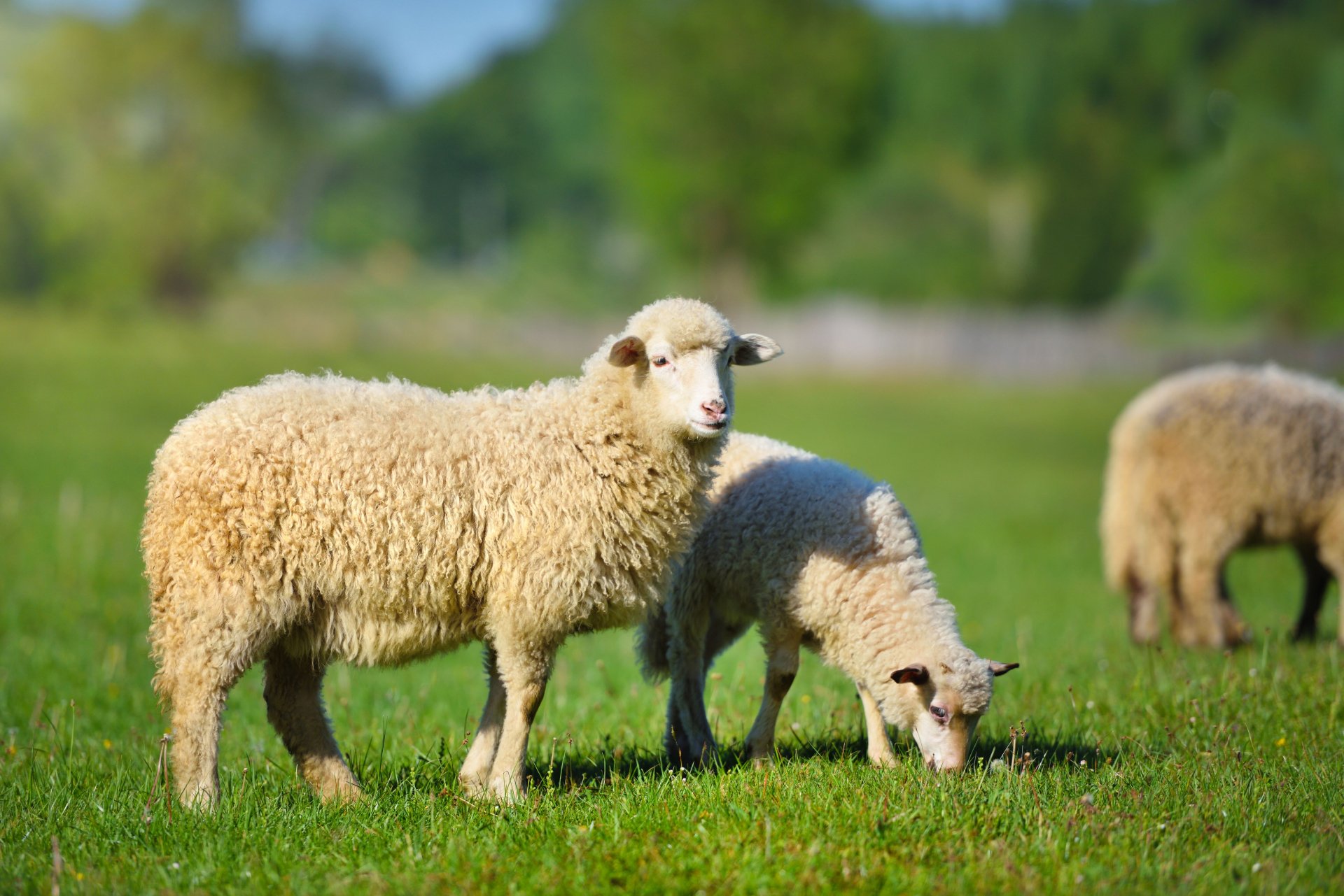 Знаете ли кой български град е кръстен на овца