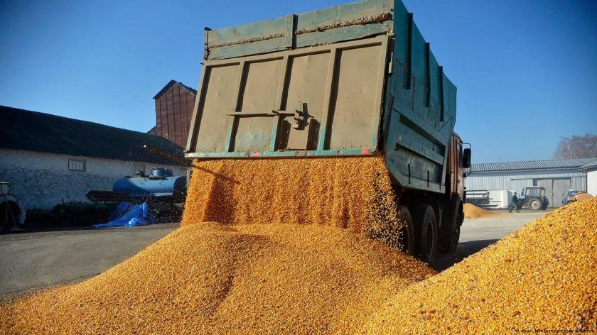ГМО зърно залива България след падането на забраната за украинския внос 