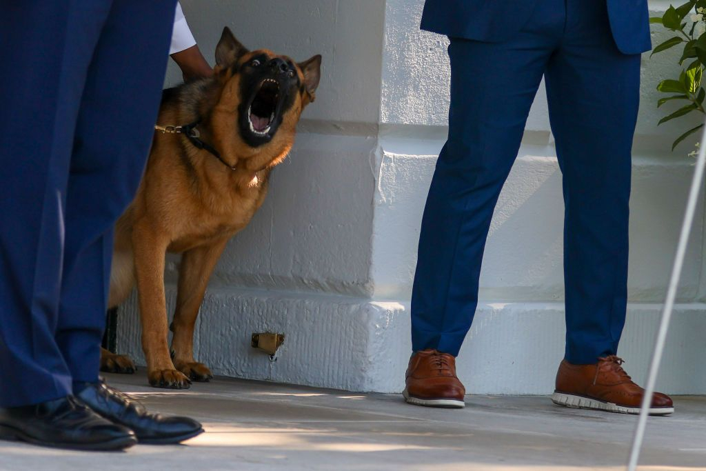 Взеха тежко решение за кучето на Байдън, нахапало 11 души от Сикрет сървис 