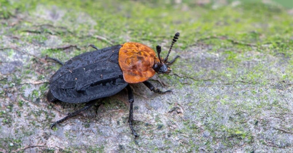 Цял свят се ужаси от този бръмбар и с какво се храни той 