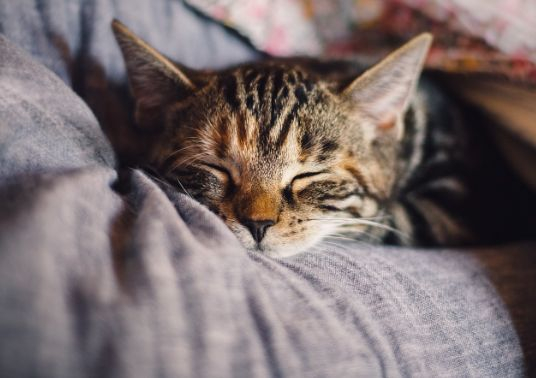 Митични обяснения: Ето защо понякога котето лежи върху собственика си!