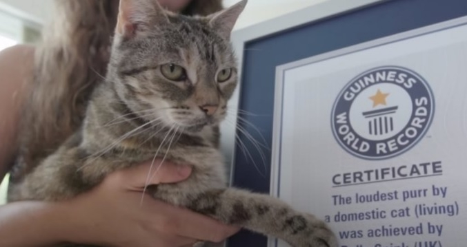 Котка постави световен рекорд за най-силно мъркане ВИДЕО