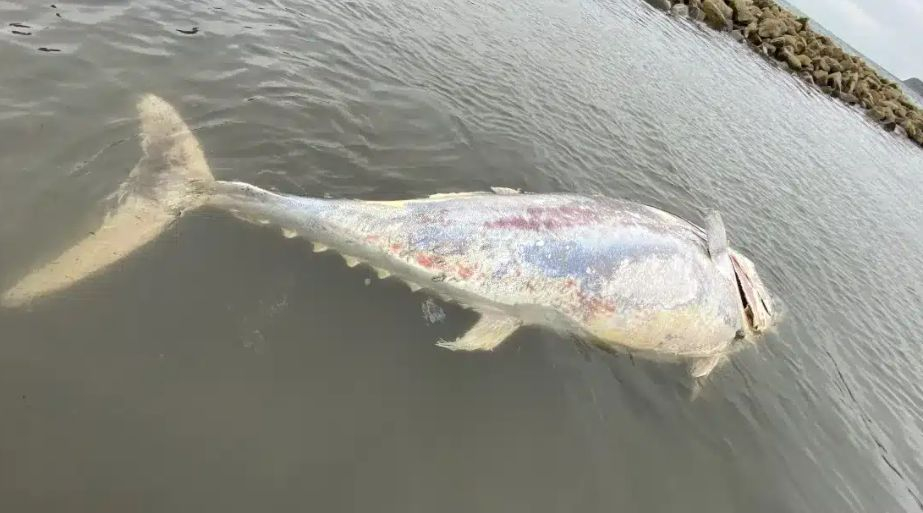 Откриха мъртва една от най-скъпите риби в света край бреговете на Англия