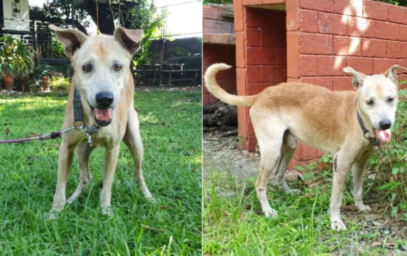 Хачико от Филипините! Историята на това куче ще ви трогне до сълзи! СНИМКИ