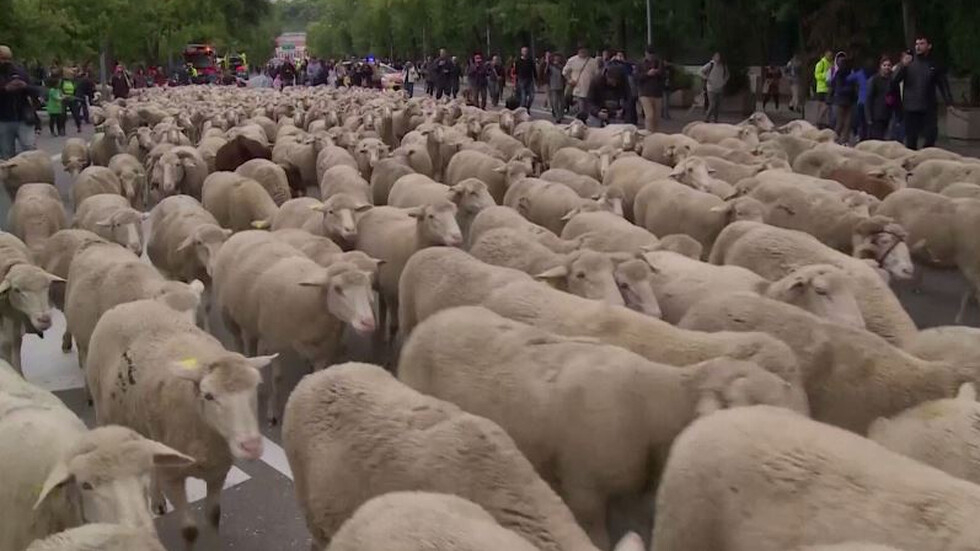 Като на село! Хиляди овце плъзнаха по улиците Мадрид ВИДЕО