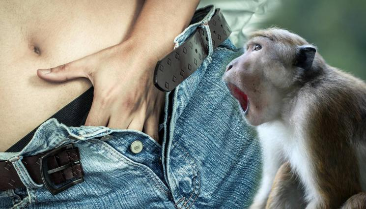 Маймуна изнасили британски турист СНИМКА 18+