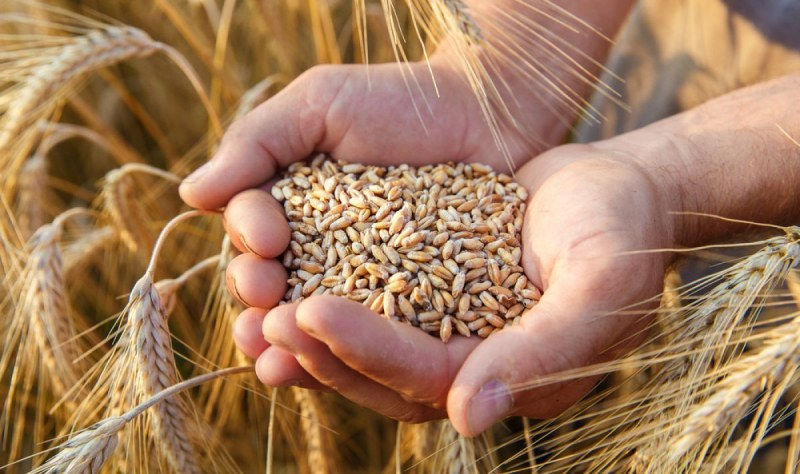 От фермерския съюз с голяма новина за българската пшеница 