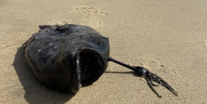 Страшно чудовище със стъклени зъби изплува на плаж на най-черната дата СНИМКИ