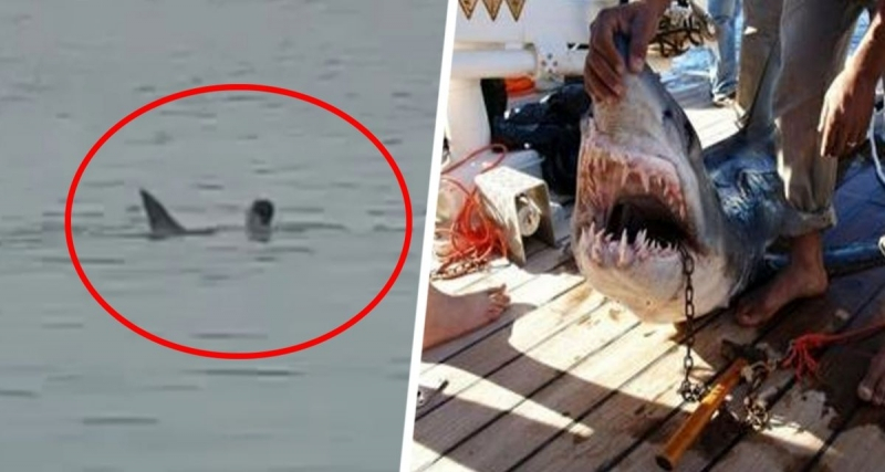 Ужасяващо: Издирват тялото на сърфист, нападнат от акула 