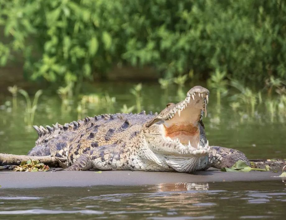 Крокодил нападна австралиец, а последвалото ще ви изуми