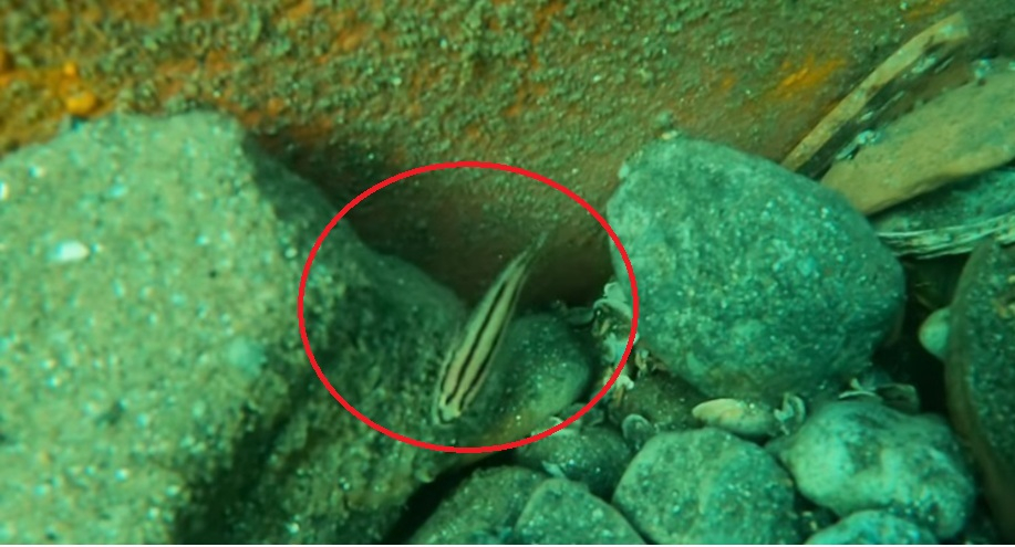 Водолази онемяха: Невиждана риба се появи в Черно море ВИДЕО