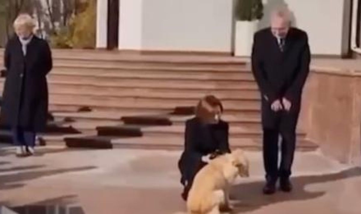 Кучето на молдовския президент загриза президента на Австрия ВИДЕО 