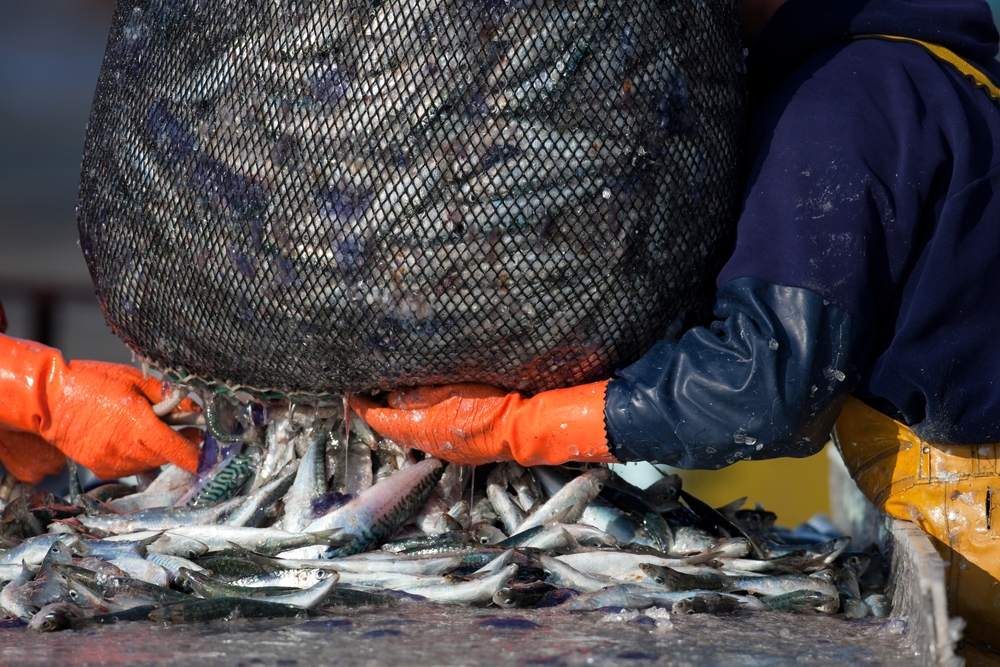 Радост за българина: Уловиха стотици хиляди тонове от тази любима риба