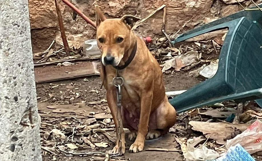 Кучешки живот: Тази история от Пазарджик ще ви скъса сърцето