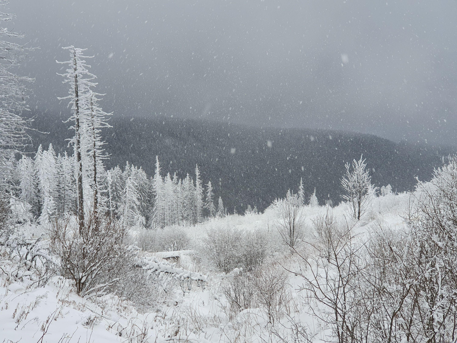 Снежни виелици нахлуват в България до часове, 20 см. ще натрупва в...