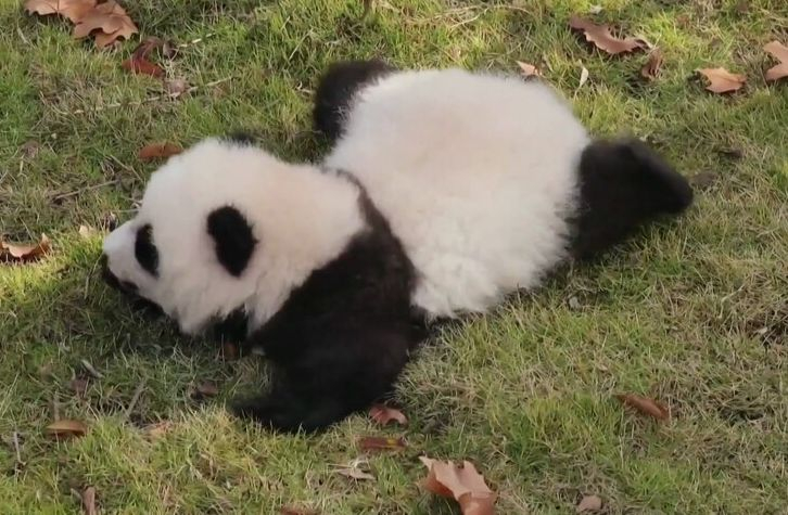 Тази малка панда разтопи целия свят ВИДЕО