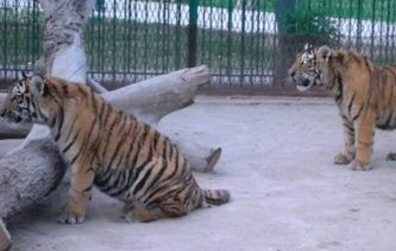 Тигри разкъсаха мъж в зоопарк, разследването установи, че...