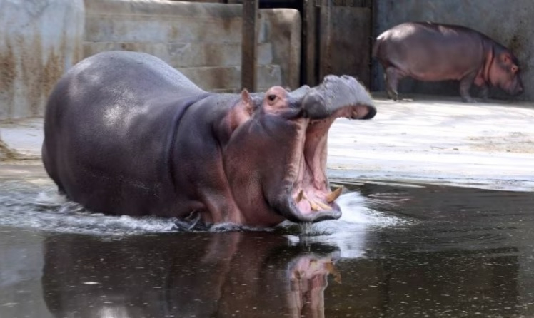 Хипопотам разкъса на парчета пазач в зоопарк и нарани колегата му