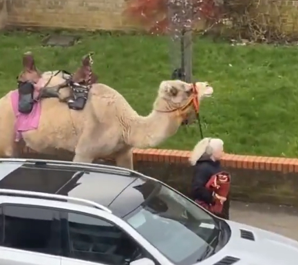 Това не се вижда всеки ден - жена разходи... камилата си в квартала ВИДЕО
