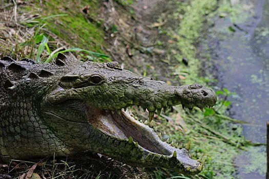 Агресивен крокодил скочи в лодката на рибар и се опита да го изяде 